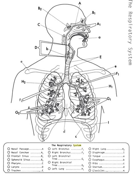 Anatomy The Respiratory System Anatomy Coloring Book Respiratory