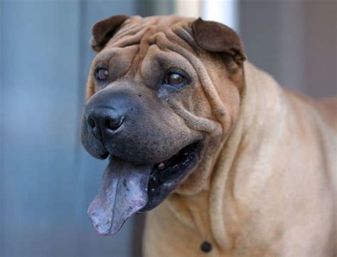 Shar Pei 10 Choses à Savoir Sur Ce Chien Ridé