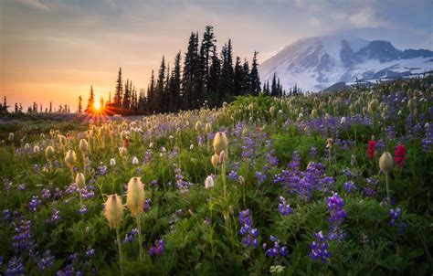 Mountain Meadow Wallpapers Wallpaper Cave