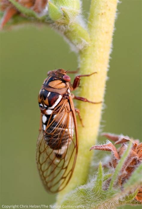 Giant Grassland Cicada The Prairie Ecologist