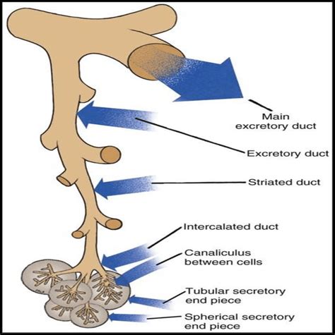 Ductal System Of Salivary Gland Nanci 2013 Download Scientific Diagram