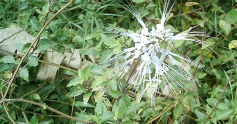Kasiat daun misai kucing hampir keseluruhan bahagian pokoknya boleh digunakan. Dedaun Alam: Misai Kucing