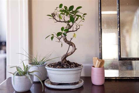 How To Care For A Bonsai Tree