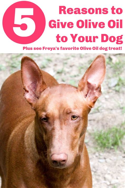 5 Reasons To Give Your Dog Olive Oil Plus Freyas Favorite Olive Oil