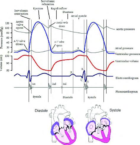12 Heart Ventricle Diagram Robhosking Diagram