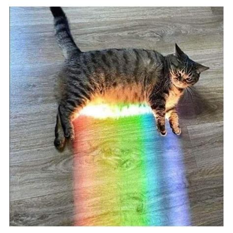 Real Life Nyan Cat