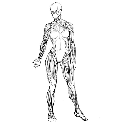 Artstation Female Anatomy Sketch
