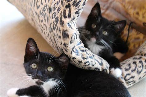 Tips On Bringing Your New Kitten Home Humane Society Of Ventura County