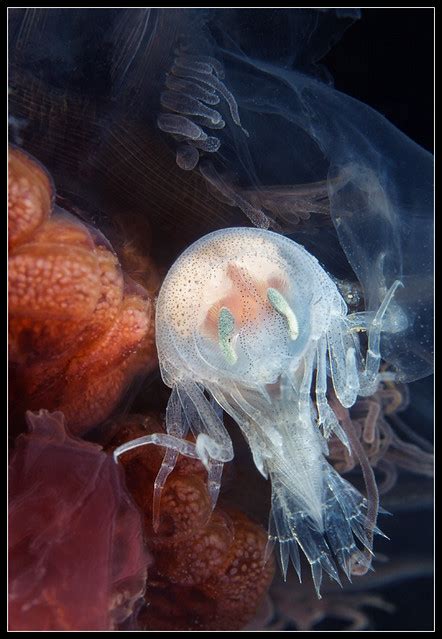 Hyperion Jellyfish Parasite Hyperia Galba Alexander Semenov Flickr