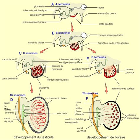 Role Des Organes Reproducteurs De Lhomme