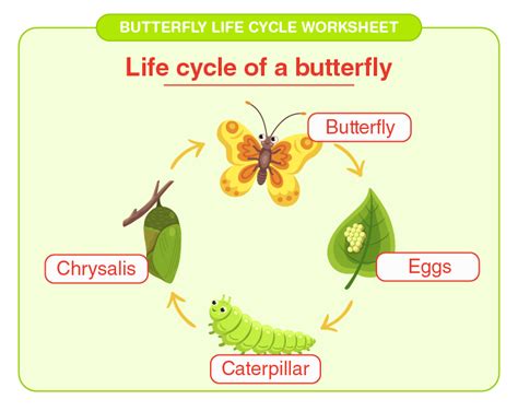 Labeling Butterfly Life Cycle Butterfly Life Cycle Science Worksheets