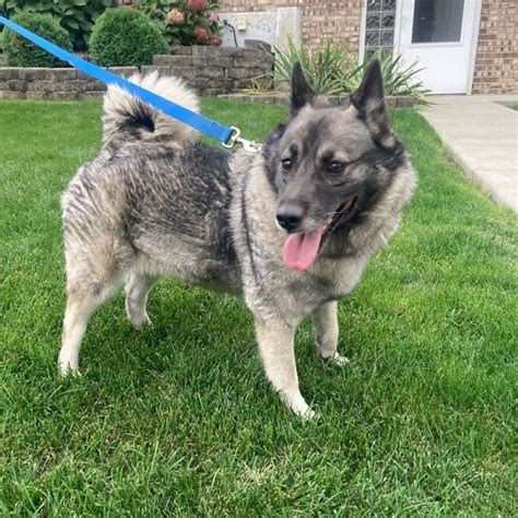 Dog For Adoption Natalia A Norwegian Elkhound In Orland Park Il