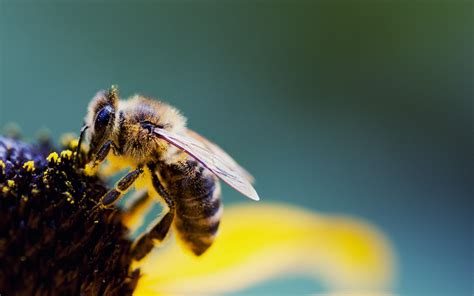 Cute Bee Desktop Wallpapers Top Free Cute Bee Desktop Backgrounds Wallpaperaccess