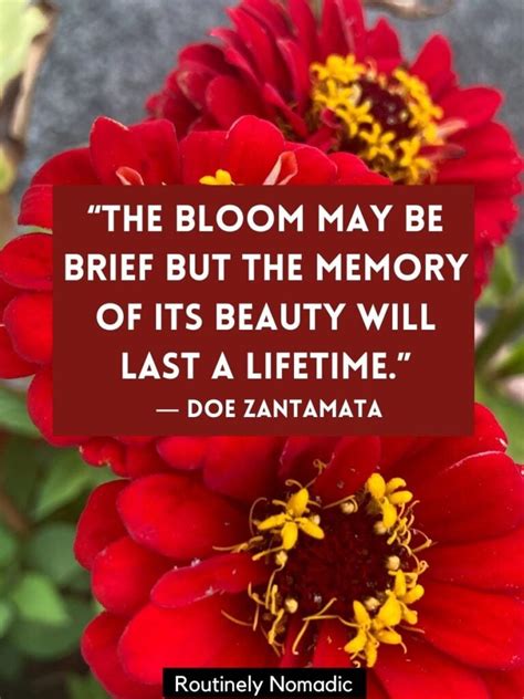 120 Bloom Quotes Perfect Blooming Flower Quotes For 2022 Routinely