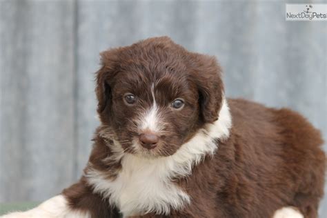 Aussiedoodle Puppy For Sale Near Dallas Fort Worth Texas 1162f6e1 3ec1
