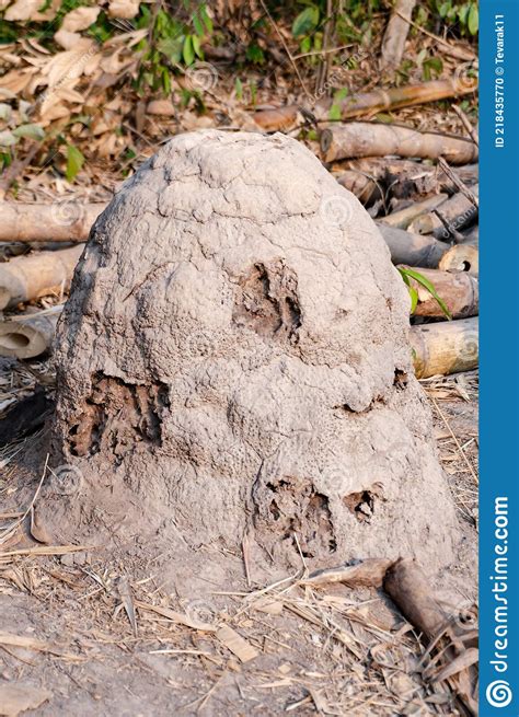 Termite Nest Mound Giant Termites Stock Photo Image Of Kakadu