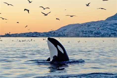 Orca Guide Diet How They Hunt And What Theyre Related To Discover