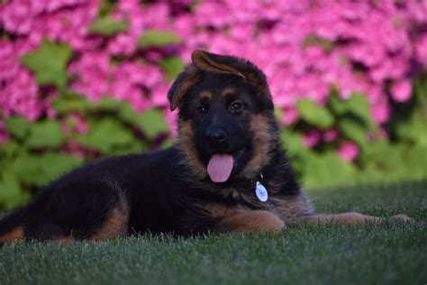 Puppies For Sale Emi K 9 German Shepherd Dallas