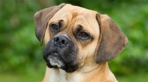 Puggle Dog Breed Information And Personality Traits Woof Meow Blog