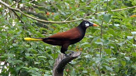 Montezuma Oropendola In Costa Rica Youtube