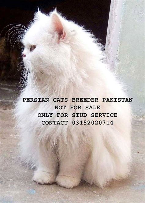 Mykitten helps to buy a cat online as well as other breeds with a quality check. Pets Pakistan - Full Punch face male cat for stud service ...