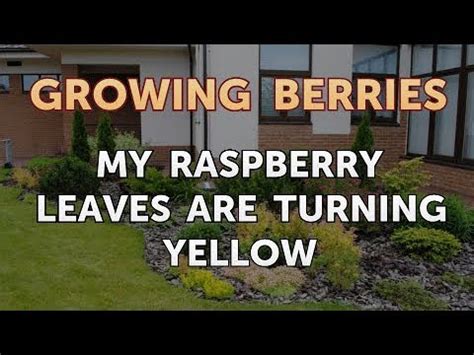 A couple of my sansevieria leaves looked like they were about to die, so i chopped them off and cut them up, the gamble paid off! My Raspberry Leaves Are Turning Yellow - YouTube