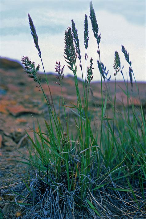 Calamagrostis purpurascens (Poaceae) image 49064 at
