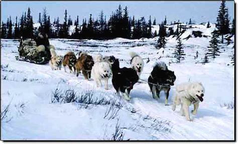 Sled Dog Central The Canadian Eskimo Dog