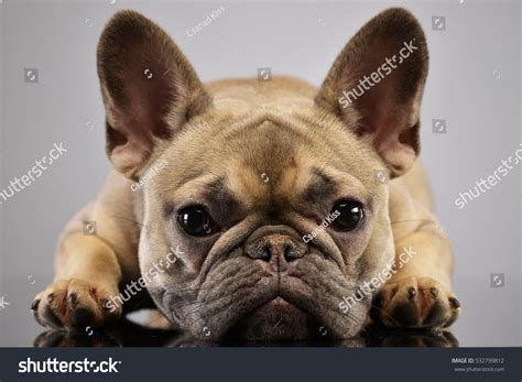 Portrait Adorable French Bulldog Studio Shot Stock Photo 532799812