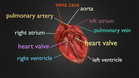 Labelled 3d Animated Realistic Heart Buy Royalty Free 3d Model By