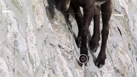 Amazing Footage Goats Climbing On A Near Vertical Dam Coub The