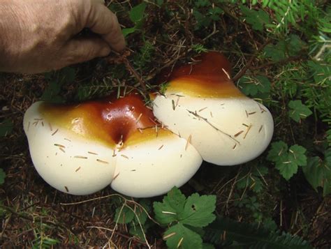 Reishi Hunting In The Pacific Northwest Usa Mushroom Hunting And