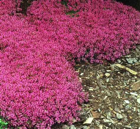 Download reddish pink stock photos. A mat forming perennial with attractive green leaves and a ...