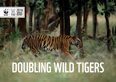 Doubling Wild Tigers Annual Report 2018 By Wwf Tigers Alive Issuu