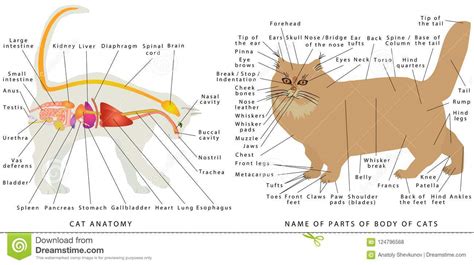 Question 26 which structures in the cat help protect. Cat anatomy. stock vector. Illustration of disease, heart - 124796568