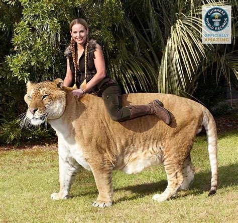 Hercules The Liger The Largest Cat In The World Rcats