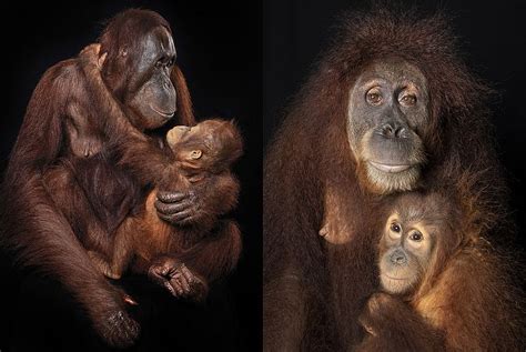 Orangutan Portraits Capture The Humanity Of The Critically Endangered