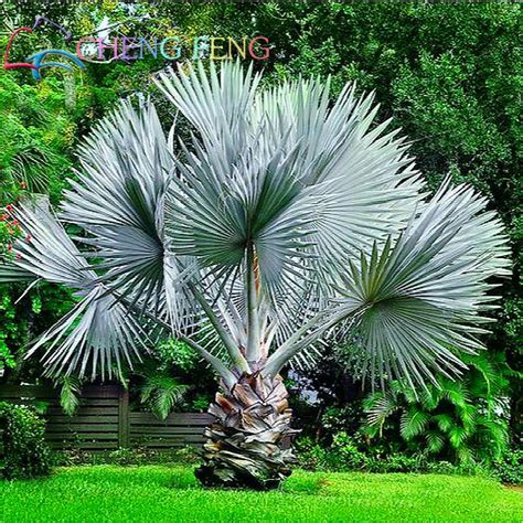 20pcs Perennial Plant Palm Tree Tropical Cycas Plants Garden Rare