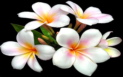 Enter maximum price shipping free shipping. White Large Png Flower Clipart : Wallpapers13.com