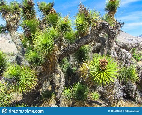 Joshua Tree National Park Mojave Desert California Stock Photo
