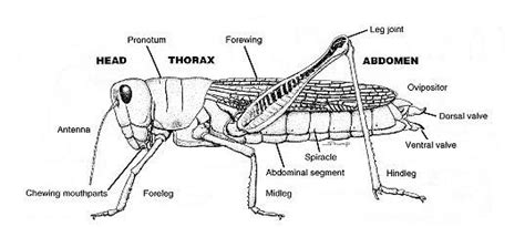 Picture Leg Muscles Diagram Muscle Diagram Cricket Farming Cricket