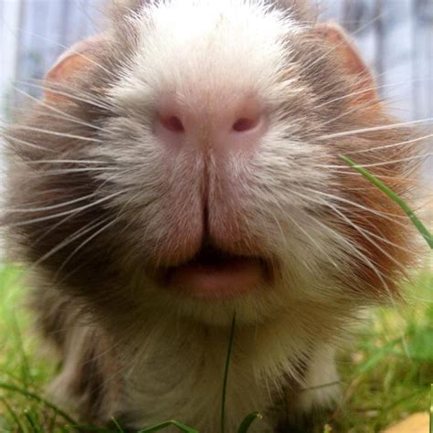How Close Is This Closeup Happy Animals Cute Animals Baby Guinea
