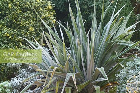 It makes a wonderful feature plant where ever it is situated. Astelia chathamica '... stock photo by Jonathan Buckley ...