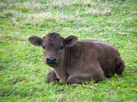 Limousin Baby Calves Cute Baby Cow Cute Animals Baby Cows