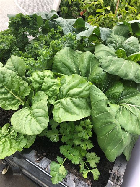 Gareth Carter: Grow your own groceries by planting vegetables - NZ Herald