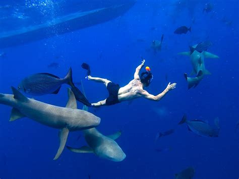 Oahu Shark Dive And Cage Free Pelagic Swim Tour Ocean Outfitters Hawaii