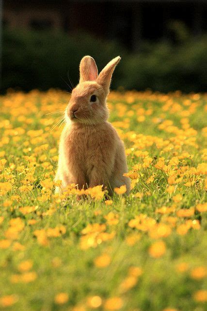 Bunny In A Field Of Flowers Cute Animals Cute Baby