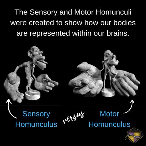 The Clinical Applications Of The Homunculus Carrick Institute