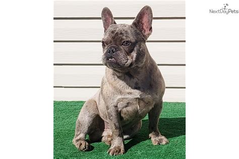 Breeding the finest akc registered french bulldog puppies in the country, 5 star rated by our customers. Logan French Bulldog Puppy For Sale Near Colorado Springs ...