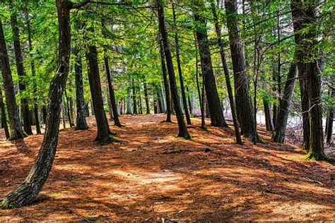 Top 60 Michigan Woods Stock Photos Pictures And Images